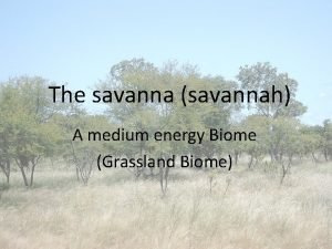 Savanna energy pyramid