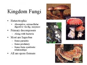 Kingdom Fungi Heterotrophic Absorptive extracellular digestive via dig