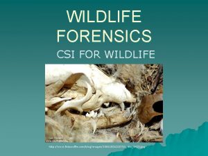 WILDLIFE FORENSICS CSI FOR WILDLIFE http www fotowolfie