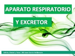 Sistema respiratorio Sistema respiratorio