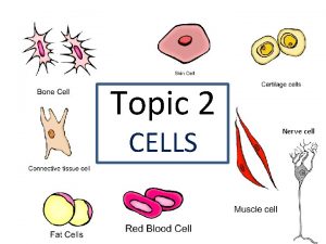 Nerve cell