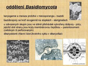 oddlen Basidiomycota karyogamie a meioza probh v meiosporangiu