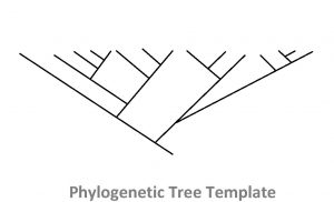 Phylogenetic tree outline
