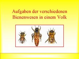 Aufgaben der verschiedenen Bienenwesen in einem Volk Christine