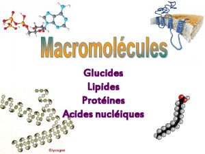 Glucides Lipides Protines Acides nucliques Plan de match