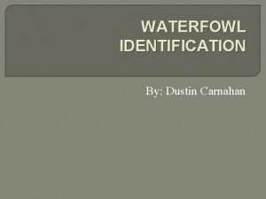 WATERFOWL IDENTIFICATION By Dustin Carnahan Objectives 1 explain