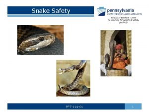Snake Safety PPT114 01 1 Snake Facts There