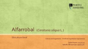 Alfarrobal Ceratonia siliqua L Silvicultura Geral Cincias de