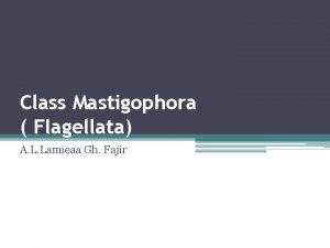 Filo mastigophora Filo mastigophora