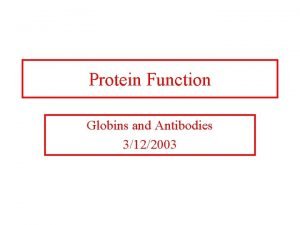 Protein Function Globins and Antibodies 3122003 Quaternary structure