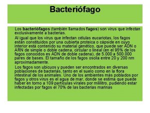 Bacterifago Los bacterifagos tambin llamados fagos son virus