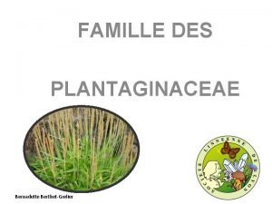 FAMILLE DES PLANTAGINACEAE Bernadette BerthetGrelier Selon APG 4
