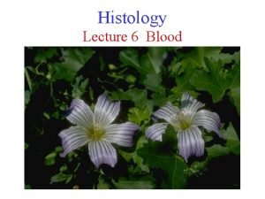 Histology Lecture 6 Blood Composition of Blood Blood
