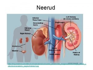 Neerud http img webmd comdtmcmslivewebmdconsumerassetssiteimagesarticlesimagearticlec ollectionsanatomypagesKidney 2 jpg