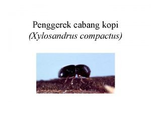 Xylosandrus compactus