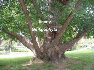 Jinany Ginkgophyta obecn charakteristika jinanu dvoulalonatho strom vysok