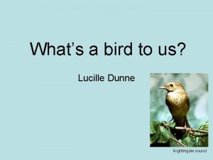 Whats a bird to us Lucille Dunne Nightingale