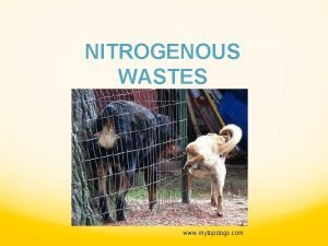 NITROGENOUS WASTES www mytopdogs com Nitrogenous wastes are