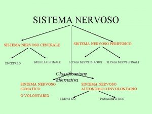 SISTEMA NERVOSO CENTRALE ENCEFALO MIDOLLO SPINALE SISTEMA NERVOSO