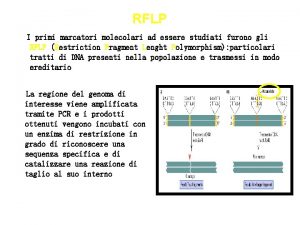 RFLP I primi marcatori molecolari ad essere studiati
