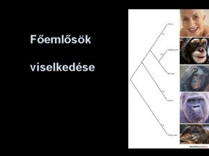 Femlsk viselkedse Tinbergen 1963 Mi a vizsglt viselkeds