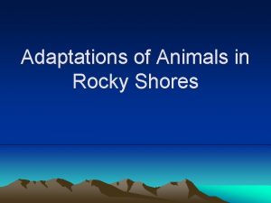 Rocky shore adaptations Rocky shore adaptations