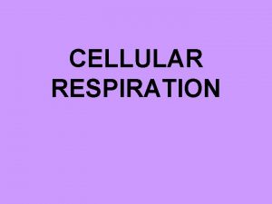 What type of cell performs cellular respiration
