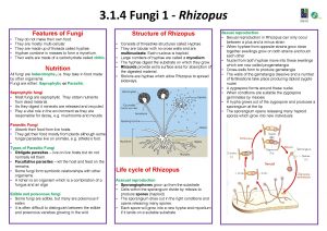 Rhizopus features