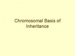 Chromosomal Basis of Inheritance Chromosome Theory Chromosome number