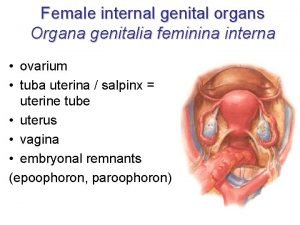 Feminina organa genitalia