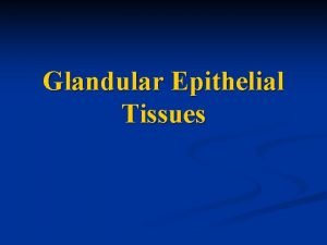 Glandular epithelial tissue