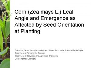 Corn Zea mays L Leaf Angle and Emergence