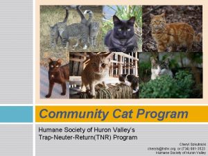 Community Cat Program Humane Society of Huron Valleys