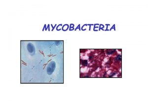 MYCOBACTERIA Mycobacteria Bacilli 2 4 m forme filamentose