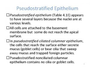 Pseudostratified Epithelium Pseudostratified epithelium Table 4 1 E