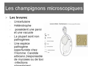 Champignon microscopique levure