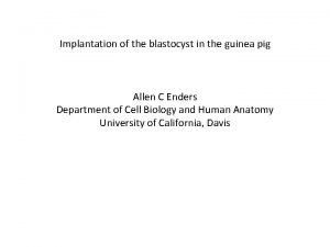 Implantation of the blastocyst in the guinea pig