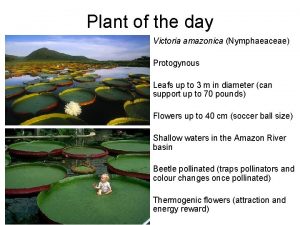 Plant of the day Victoria amazonica Nymphaeaceae Protogynous