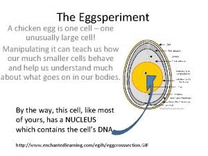 Chicken egg one cell