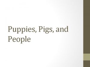 Norcross puppies pigs