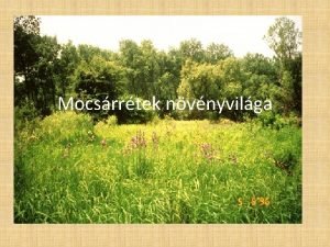 Mocsrrtek nvnyvilga A mocsrrtek A mocsrrtek mindenekeltt abban