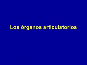 Los rganos articulatorios Los rganos articulatorios Articuladores activos