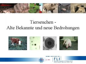 Tierseuchen Alte Bekannte und neue Bedrohungen Gliederung Afrikanische