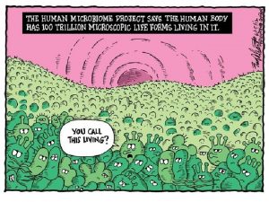 The Human Microbiome With great thanks to Dr