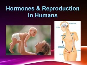 Hormones Reproduction In Humans Sex Growth Hormones Our