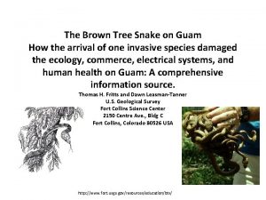 Where did the brown tree snake come from