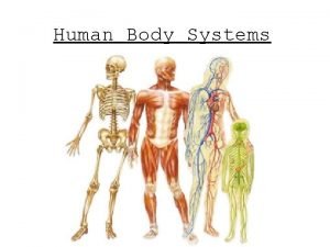 3 function of the muscular system