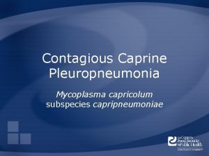 Contagious Caprine Pleuropneumonia Mycoplasma capricolum subspecies capripneumoniae Overview