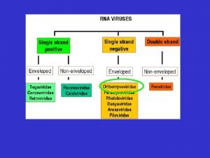Familia orthomyxoviridae Familia orthomyxoviridae