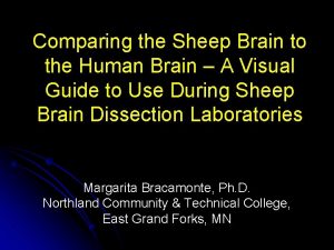 When comparing human and sheep brains